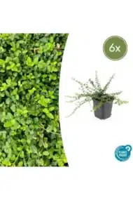 6x Euonymus fort. 'Minimus' - ↕10-25cm - Ø9cm