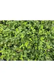 6x Euonymus fort. 'Minimus' - ↕10-25cm - Ø9cm - Afbeelding 5