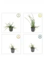 6x Euonymus fort. 'Minimus' - ↕10-25cm - Ø9cm - Afbeelding 4