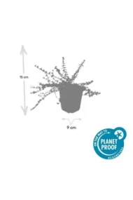 6x Euonymus fort. 'Minimus' - ↕10-25cm - Ø9cm - Afbeelding 3