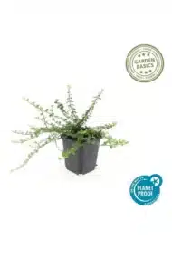 6x Euonymus fort. 'Minimus' - ↕10-25cm - Ø9cm - Afbeelding 2