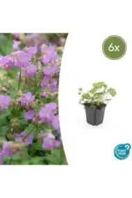 6x Geranium cant. 'Cambridge' - ↕10-25cm - Ø9cm