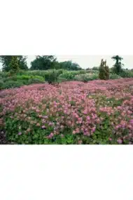 6x Geranium cant. 'Cambridge' - ↕10-25cm - Ø9cm - Afbeelding 3