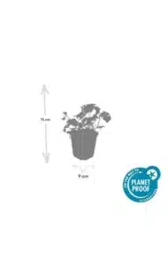 6x Geranium cant. 'Cambridge' - ↕10-25cm - Ø9cm - Afbeelding 4