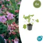 6x Geranium macr. 'Ingwersen's Var.' - ↕10-25cm - Ø9cm