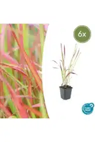 6x Imperata cylindrica 'Red Baron' - ↕10-25cm - Ø9cm