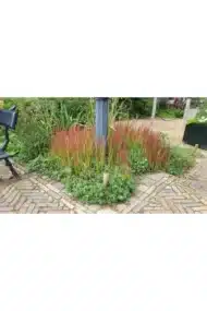 6x Imperata cylindrica 'Red Baron' - ↕10-25cm - Ø9cm - Afbeelding 7