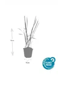 6x Imperata cylindrica 'Red Baron' - ↕10-25cm - Ø9cm - Afbeelding 4