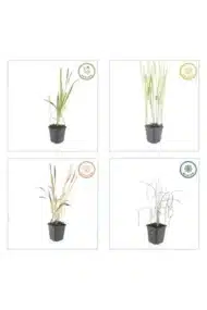 6x Imperata cylindrica 'Red Baron' - ↕10-25cm - Ø9cm - Afbeelding 6