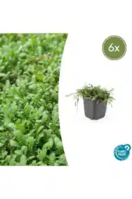 6x Leptinella squalida - ↕10-25cm - Ø9cm