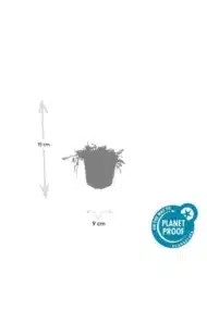 6x Leptinella squalida - ↕10-25cm - Ø9cm - Afbeelding 3