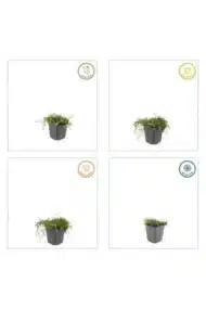 6x Leptinella squalida - ↕10-25cm - Ø9cm - Afbeelding 4