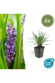 6x Liriope muscari 'Big Blue' - ↕10-25cm - Ø9cm