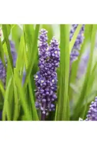6x Liriope muscari 'Big Blue' - ↕10-25cm - Ø9cm - Afbeelding 2