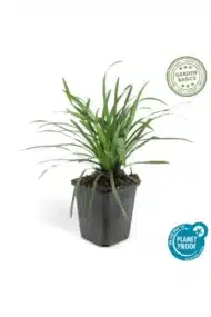 6x Liriope muscari 'Big Blue' - ↕10-25cm - Ø9cm - Afbeelding 3