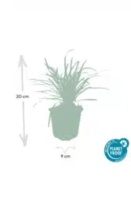 6x Liriope muscari 'Big Blue' - ↕10-25cm - Ø9cm - Afbeelding 4