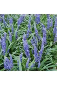6x Liriope muscari 'Big Blue' - ↕10-25cm - Ø9cm - Afbeelding 5
