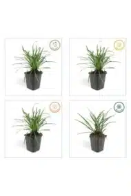 6x Liriope muscari 'Big Blue' - ↕10-25cm - Ø9cm - Afbeelding 6