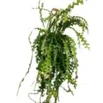 Ephiphyllum Anguliger - Ø21cm - ↕50cm