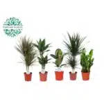 Kamerplanten Groen Mix Miquel - 5 stuks - Ø17cm - ↕55-75cm