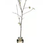 Malus Domestica Jonagold - Appel - Ø19cm - ↕60cm