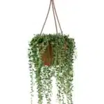 Senecio Herreianus - Ø12cm - ↕20cm