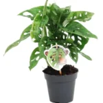 Monstera obliqua 'Monkey Leaf' - 25 cm - ø12