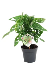 Monstera obliqua 'Monkey Leaf' - 25 cm - ø12