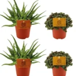 2x Aloe Spider + 2x Callisia Turtle - 4 stuks - Ø10.5cm - ↕10cm