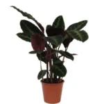 Calathea Warscewiczii - 80 cm - Ø19cm