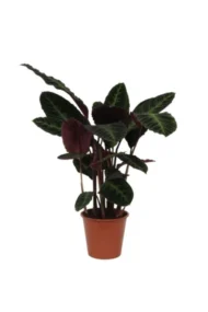 Calathea Warscewiczii - 80 cm - Ø19cm