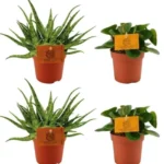 2x Aloe Spider + 2x Peperomia Obtipan Green - 4 stuks - Ø10.5cm - ↕10cm