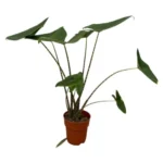 Alocasia Zebrina - 80 cm - Ø21cm