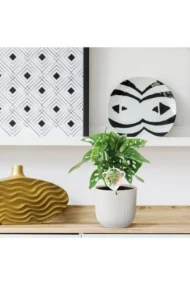 Monstera obliqua 'Monkey Leaf' - 25 cm - ø12 - Afbeelding 2