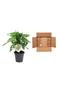 Monstera obliqua 'Monkey Leaf' - 25 cm - ø12 - Afbeelding 3