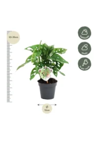 Monstera obliqua 'Monkey Leaf' - 25 cm - ø12 - Afbeelding 4