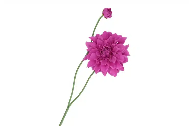 zijdebloem-dahlia-spike-purple-78cm-nm zijdebloem