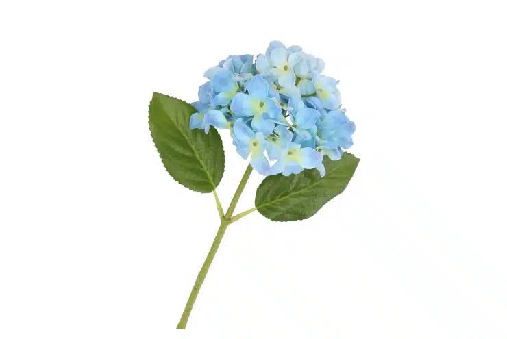 zijdebloem blue