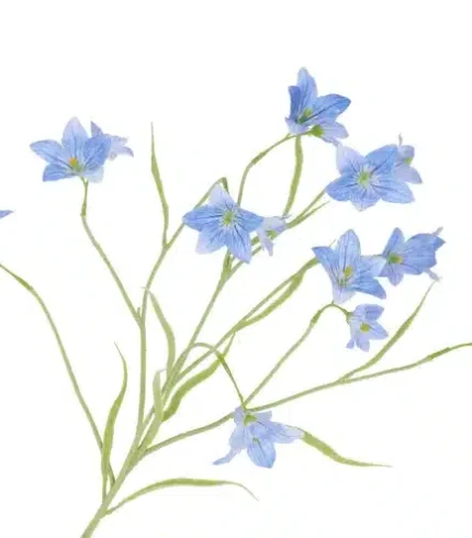 zijdebloem blue